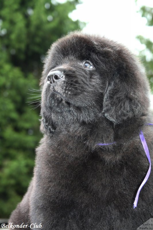 Фотография № 192564