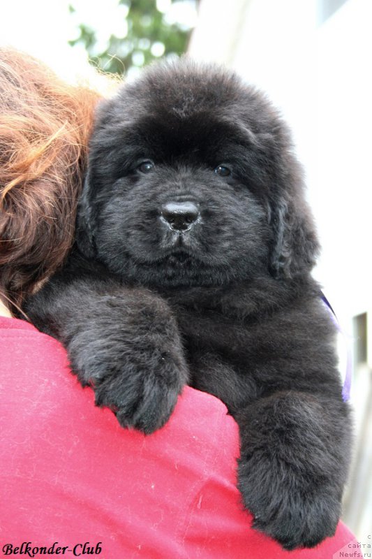 Фотография № 192567