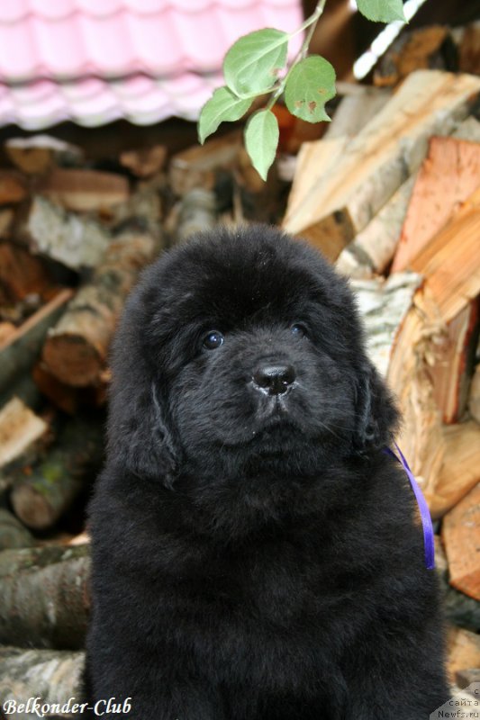 Фотография № 192568