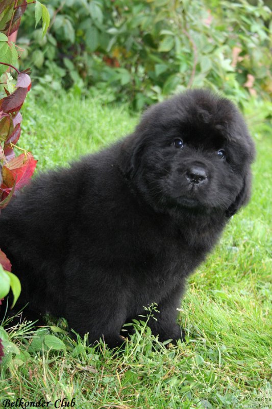 Фотография № 192576