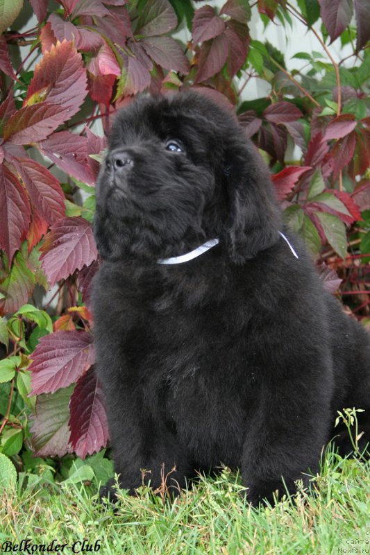 Фото: ньюфаундленд Белкондер-Клаб Бургунди Айс (Belkonder-Club Burgundy Ice)