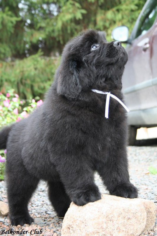 Фотография № 192578