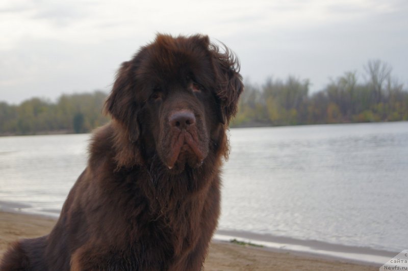 Фото: ньюфаундленд Черный Шарм Дензел Вашингтон