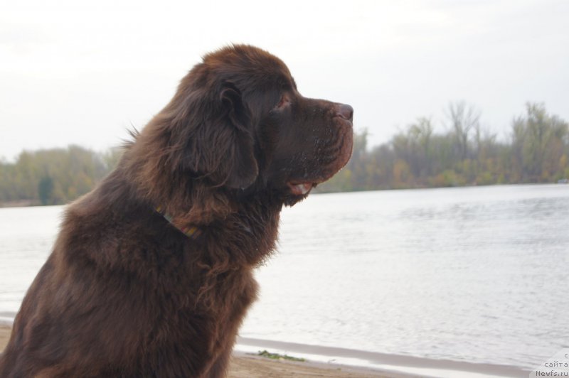 Фото: ньюфаундленд Черный Шарм Дензел Вашингтон