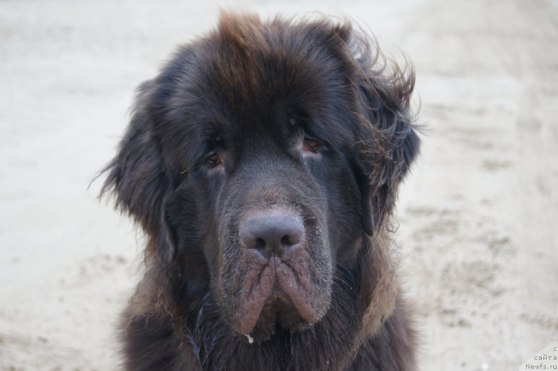 Фото: ньюфаундленд Черный Шарм Дензел Вашингтон