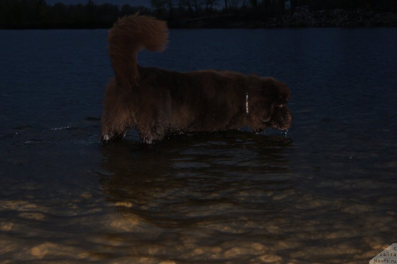 Фото: ньюфаундленд Черный Шарм Дензел Вашингтон