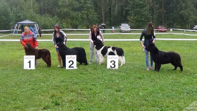 Фото: ньюфаундленд Сент Джонс Оптимус Прайм (Sent Djons Optimus Prime)