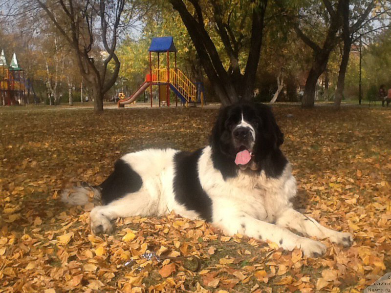 Фото: ньюфаундленд Маг Исполин Оби-Ван Кеноби