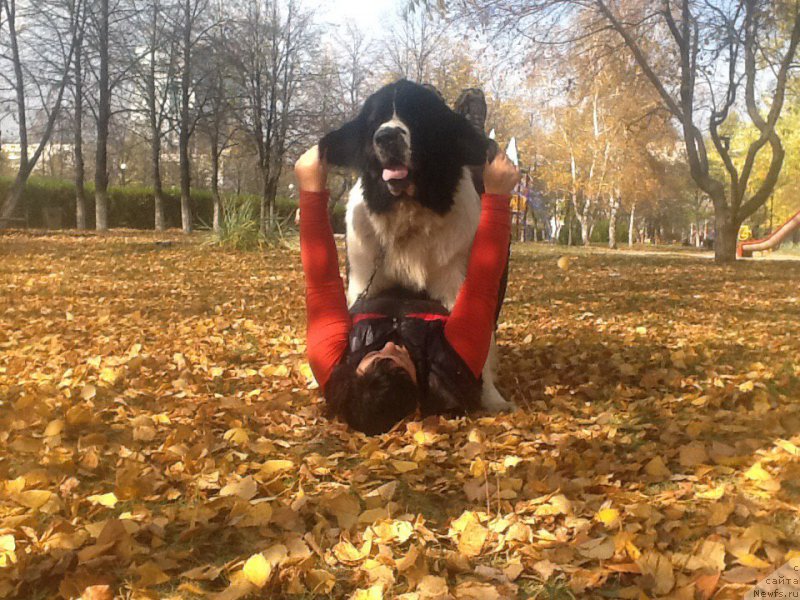 Фото: ньюфаундленд Маг Исполин Оби-Ван Кеноби