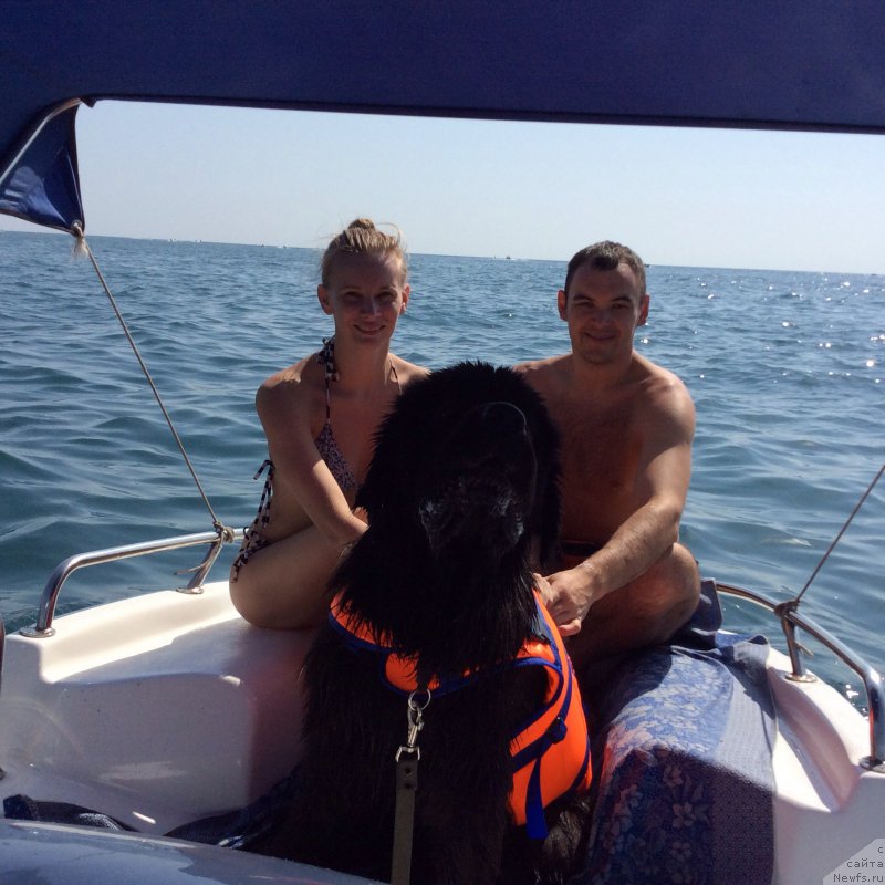 Фото: ньюфаундленд Басня с Берега Дона (Basnja s Berega Dona)