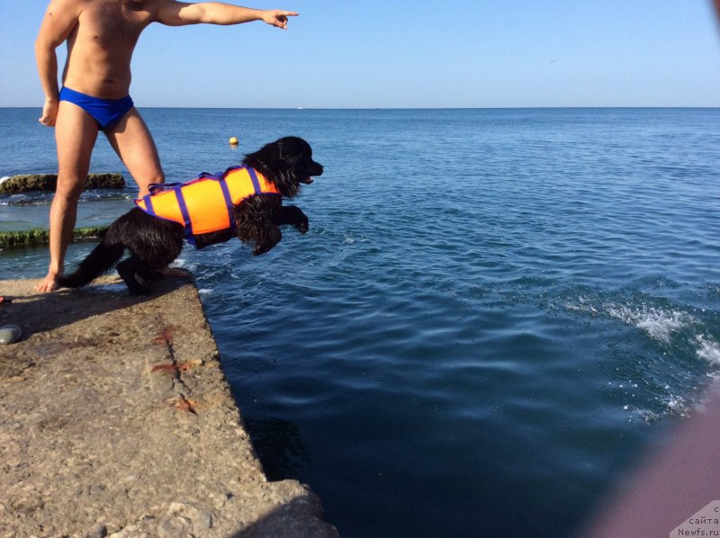 Фото: ньюфаундленд Басня с Берега Дона (Basnja s Berega Dona)