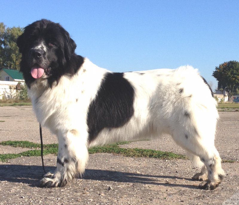 Фото: ньюфаундленд Сент Джонс Исида