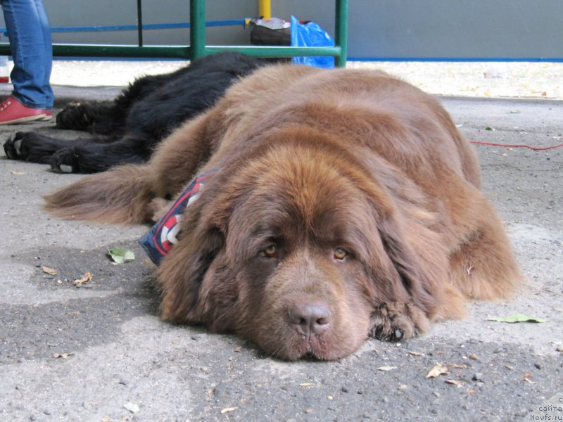 Фото: ньюфаундленд Очаровашка с Берега Дона (Ocharovashka s Berega Dona)