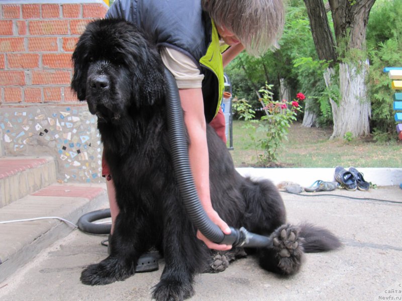 Фото: ньюфаундленд Бегущая по Волнам Харизма (Beguschaya po Volnam Harizma)