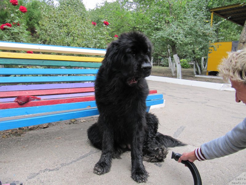 Фото: ньюфаундленд Бегущая по Волнам Шангри-Ла