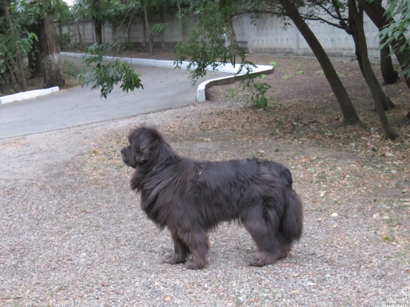 Фото: ньюфаундленд Дюрбахлер Клаб Альфаретта Виньетта