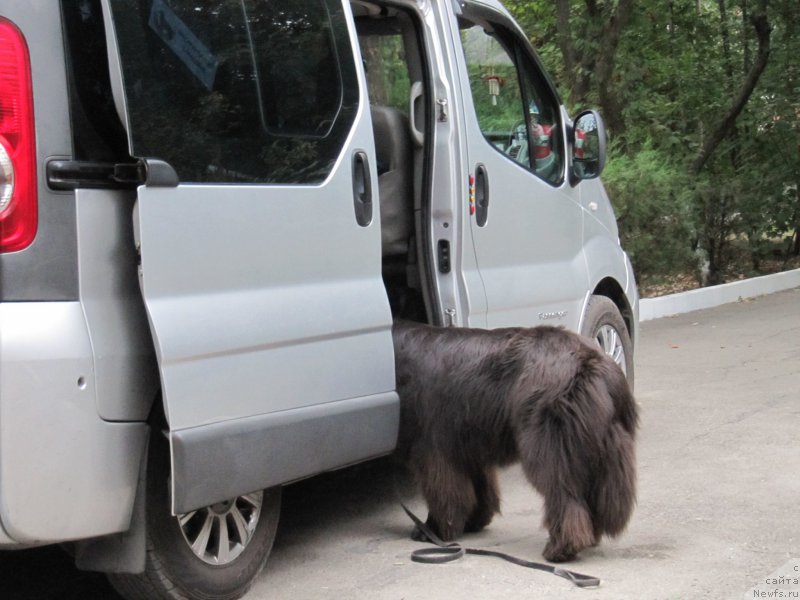 Фото: ньюфаундленд Мелти Вейв Марин Тифея (Melty Wave Marine Tifeya)