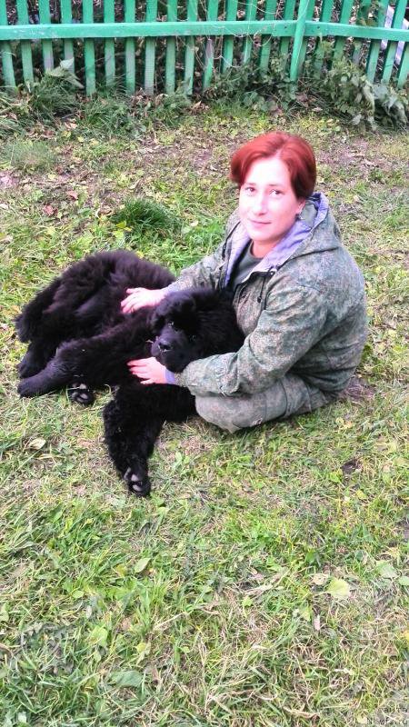 Фото: ньюфаундленд Белкондер-Клаб Я Бурбон