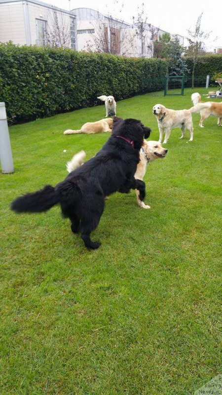 Фото: ньюфаундленд Браунблад МСК Харита Хавва (Brownblood MSK Harita Havva)