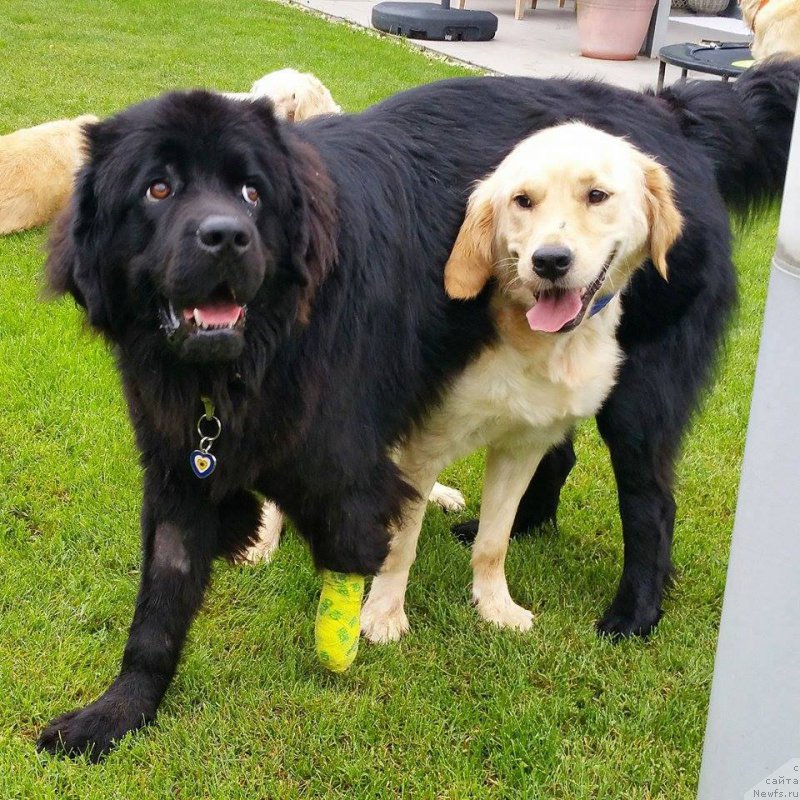 Фото: ньюфаундленд Браунблад МСК Харита Хавва (Brownblood MSK Harita Havva)