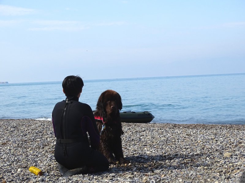 Фото: ньюфаундленд Ньюфорт Вивиан, Галия Гизатуллина