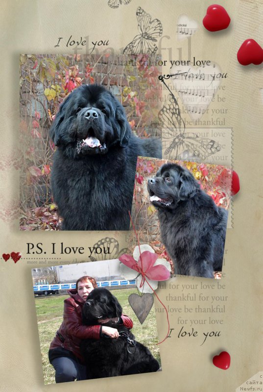 Фото: ньюфаундленд Zhdanny Syn Vialiki Miadzvedz