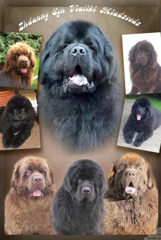 Фото: ньюфаундленд Zhdanny Syn Vialiki Miadzvedz