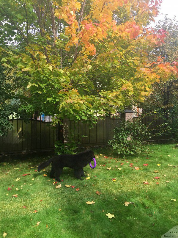 Фото: ньюфаундленд Смигар Юликс Солнечный