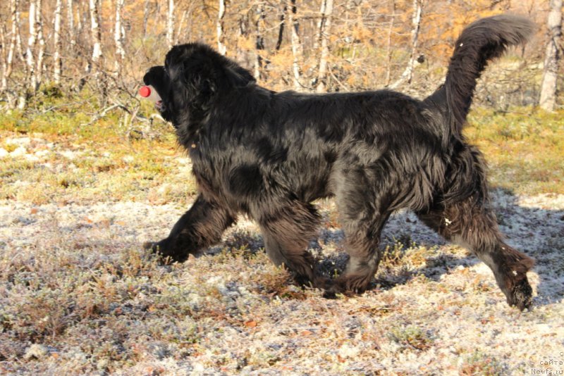 Фото: ньюфаундленд King of Helluland You Shock Me