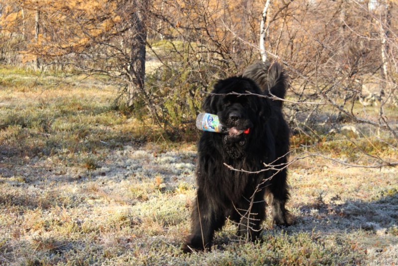 Фото: ньюфаундленд King of Helluland You Shock Me