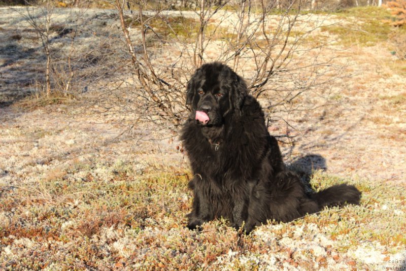 Фото: ньюфаундленд Глория Гранд Блек