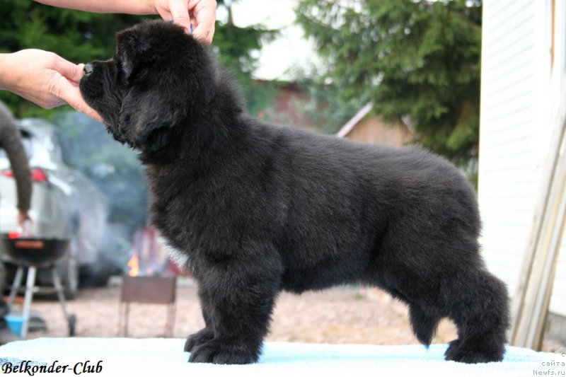 Фото: ньюфаундленд Белкондер-Клаб Блэк Бейлиз (Belkonder-Club Black Baileys)