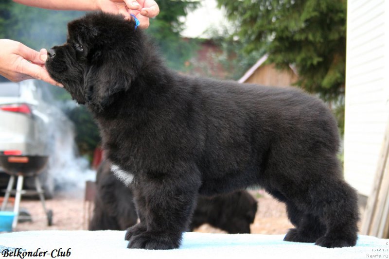 Фото: ньюфаундленд Белкондер-Клаб Блэк Бейлиз (Belkonder-Club Black Baileys)