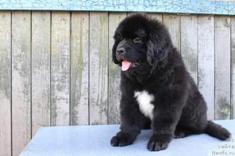 Фото: ньюфаундленд Плюшевая Панда Ферреро Ронд Нуар (Plushevaya Panda Ferrero Rond Noir)