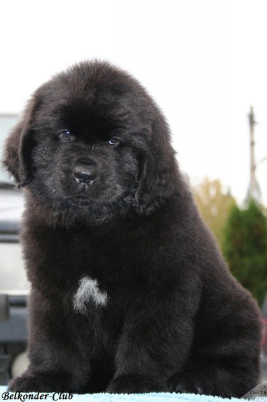 Фото: ньюфаундленд Белкондер-Клаб Блэк Бейлиз (Belkonder-Club Black Baileys)