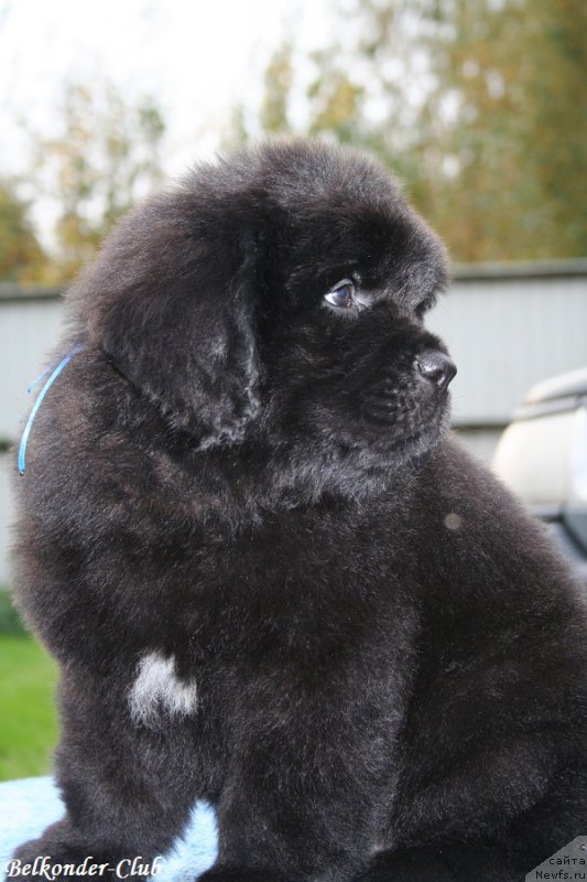 Фото: ньюфаундленд Белкондер-Клаб Блэк Бейлиз (Belkonder-Club Black Baileys)