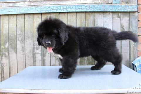 Фото: ньюфаундленд Плюшевая Панда Ферреро Ронд Нуар (Plushevaya Panda Ferrero Rond Noir)