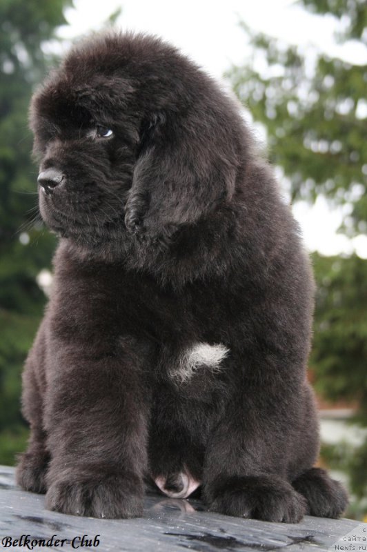 Фото: ньюфаундленд Белкондер-Клаб Блэк Бейлиз (Belkonder-Club Black Baileys)