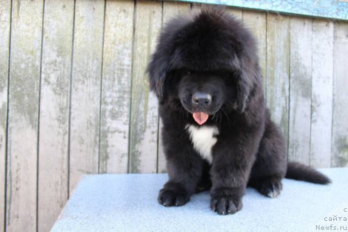 Фото: ньюфаундленд Плюшевая Панда Ферреро Ронд Нуар (Plushevaya Panda Ferrero Rond Noir)