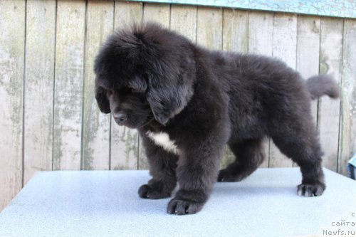 Фото: ньюфаундленд Плюшевая Панда Ферреро Ронд Нуар (Plushevaya Panda Ferrero Rond Noir)