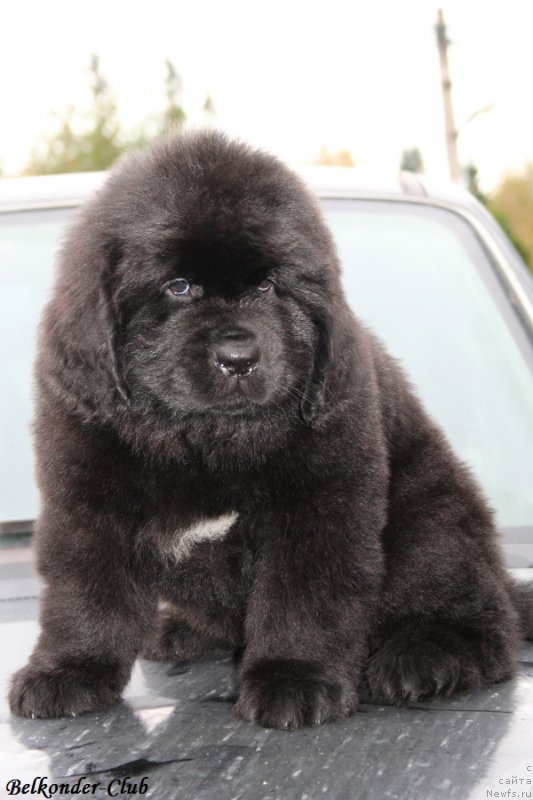 Фото: ньюфаундленд Белкондер-Клаб Блэк Бейлиз (Belkonder-Club Black Baileys)