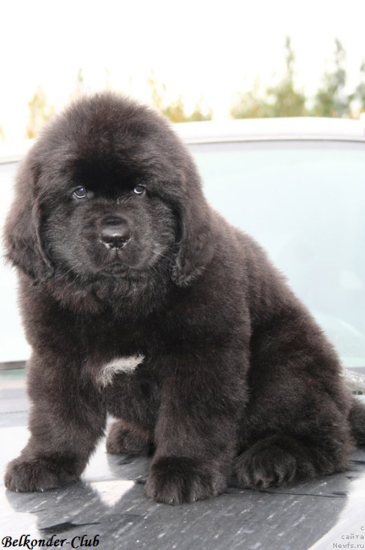 Фото: ньюфаундленд Белкондер-Клаб Блэк Бейлиз (Belkonder-Club Black Baileys)