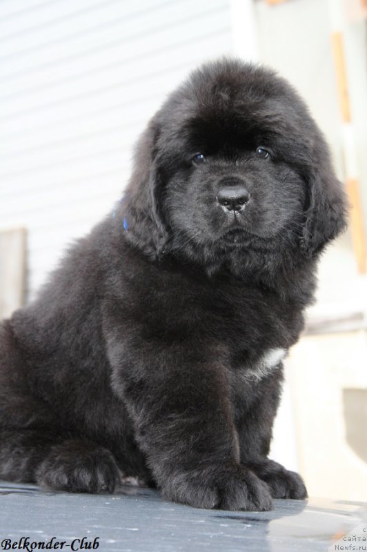 Фото: ньюфаундленд Белкондер-Клаб Блэк Бейлиз (Belkonder-Club Black Baileys)