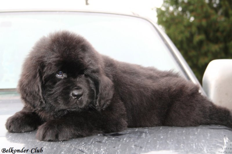 Фото: ньюфаундленд Белкондер-Клаб Блэк Бейлиз (Belkonder-Club Black Baileys)