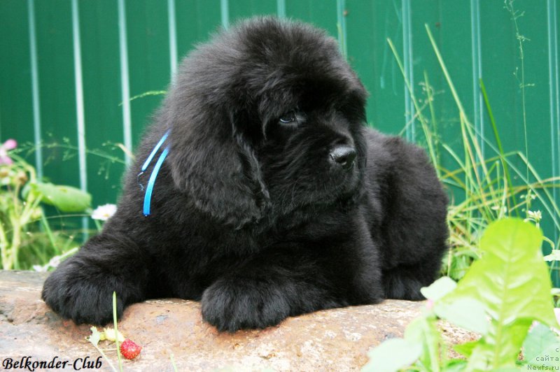 Фото: ньюфаундленд Белкондер-Клаб Блэк Бейлиз (Belkonder-Club Black Baileys)