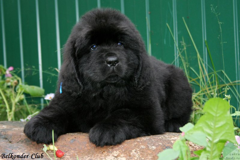 Фото: ньюфаундленд Белкондер-Клаб Блэк Бейлиз (Belkonder-Club Black Baileys)
