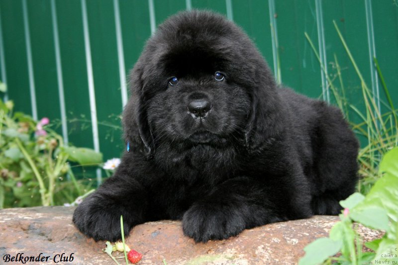 Фото: ньюфаундленд Белкондер-Клаб Блэк Бейлиз (Belkonder-Club Black Baileys)