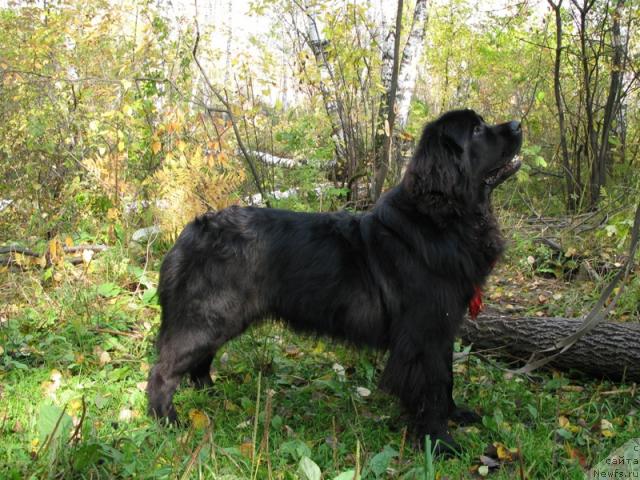 Фото: ньюфаундленд King of Helluland Dizzy Beauty