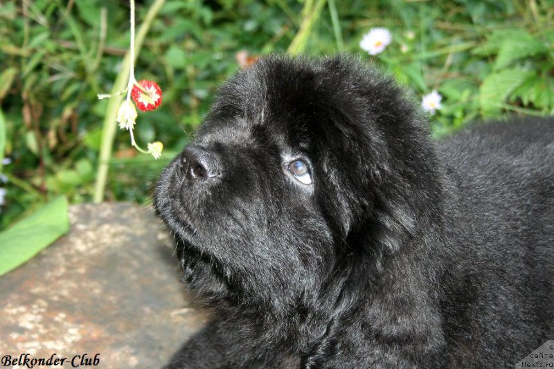 Фото: ньюфаундленд Белкондер-Клаб Блэк Бейлиз (Belkonder-Club Black Baileys)