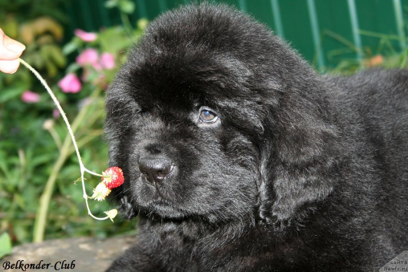 Фото: ньюфаундленд Белкондер-Клаб Блэк Бейлиз (Belkonder-Club Black Baileys)